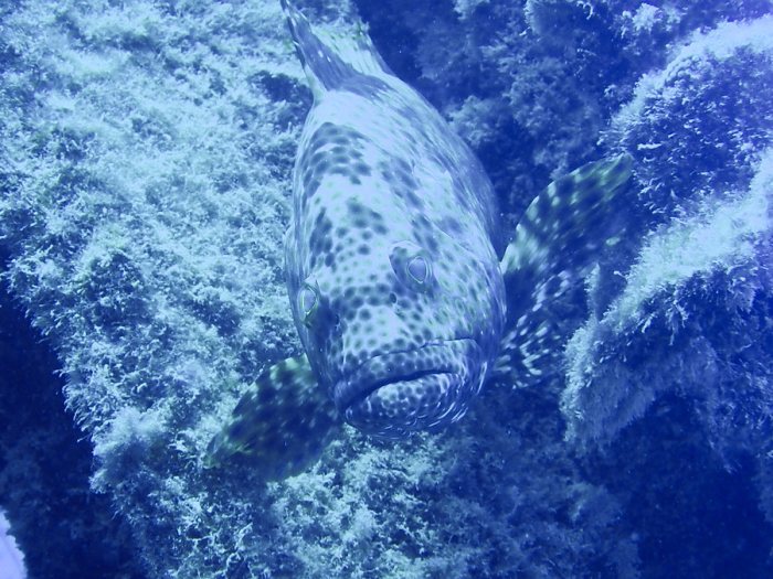 Epinephelus maculatus