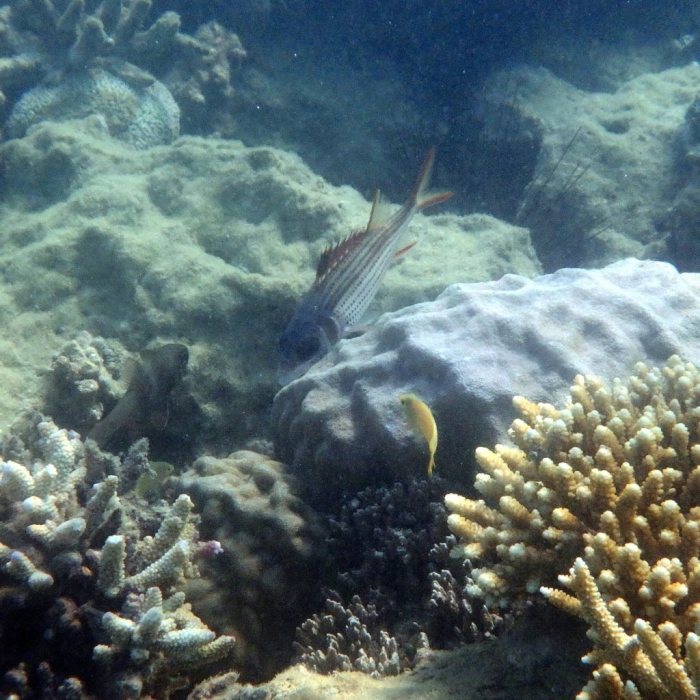 Neoniphon sammara