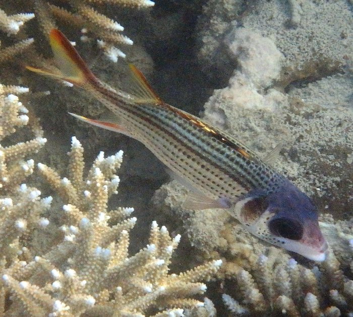 Neoniphon sammara