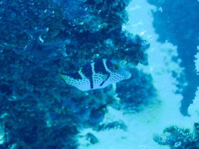 Canthigaster valentini