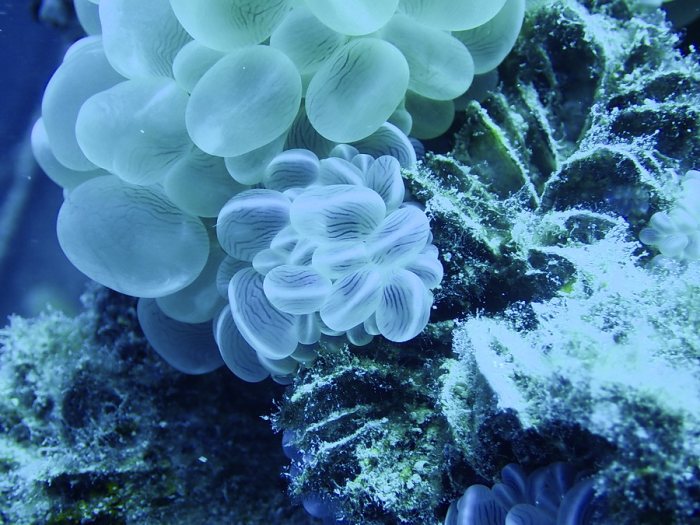 Plerogyra sinuosa