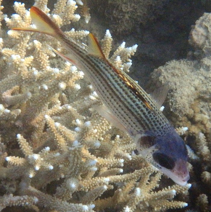 Neoniphon sammara