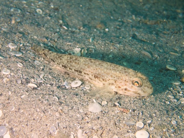 Oplopomus canioides