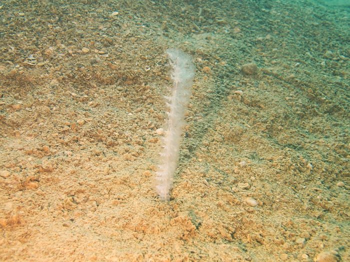 Pennatules