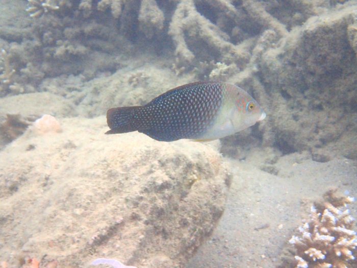 Hemigymnus melapterus