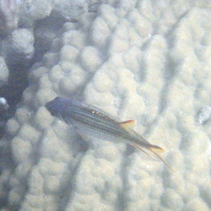 Neoniphon sammara