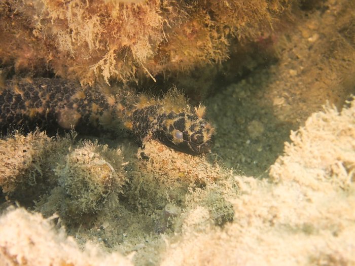 Emydocephalus annulatus