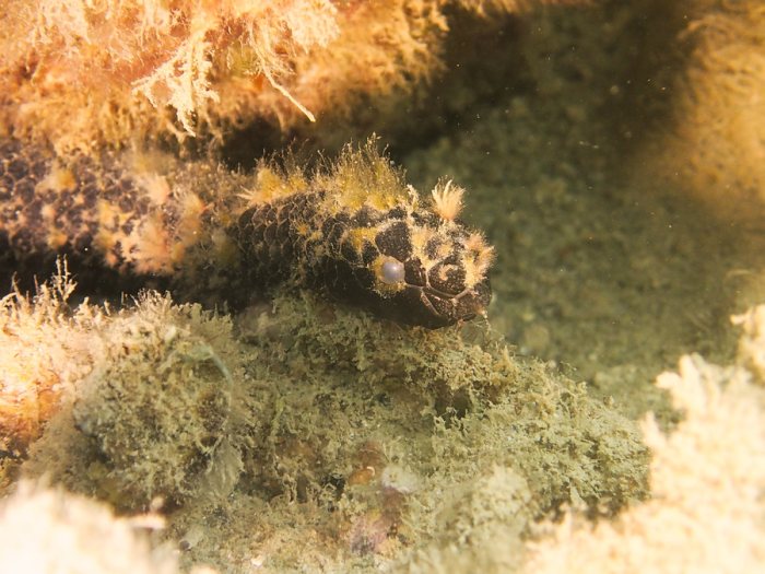 Emydocephalus annulatus