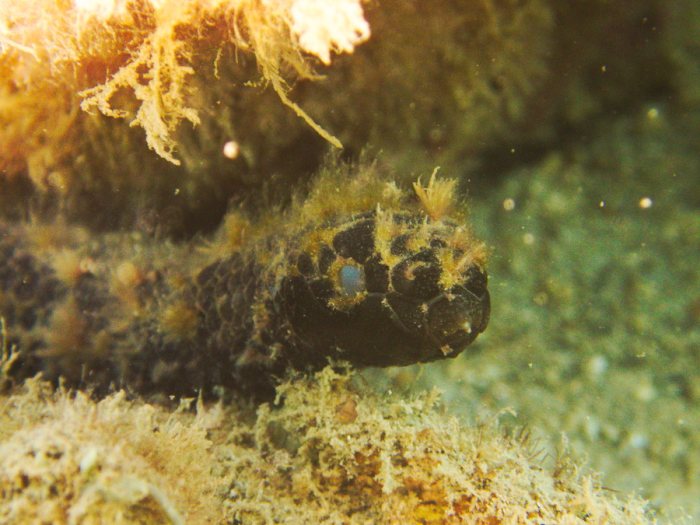 Emydocephalus annulatus