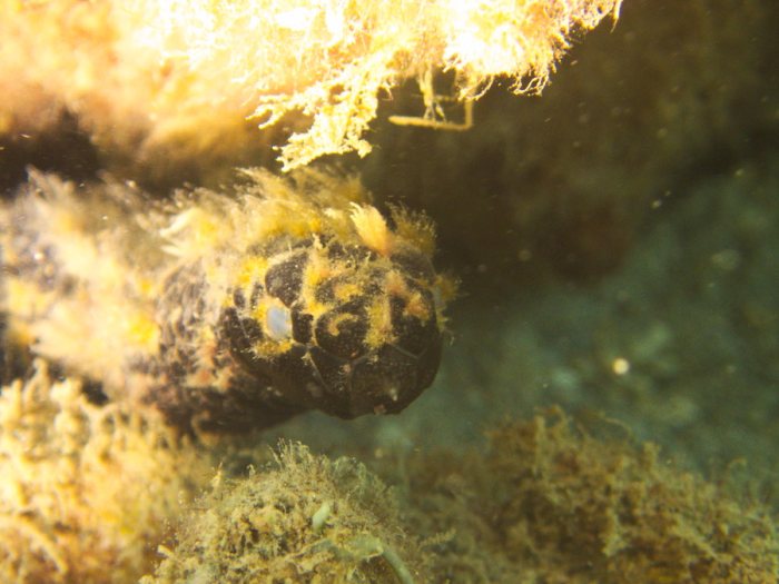 Emydocephalus annulatus