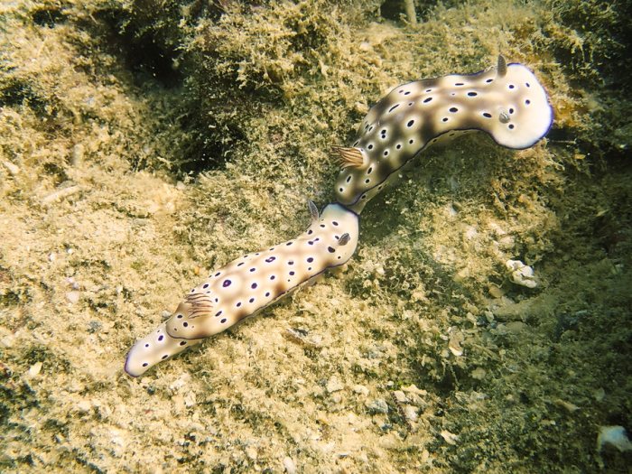 Hypselodoris tryoni