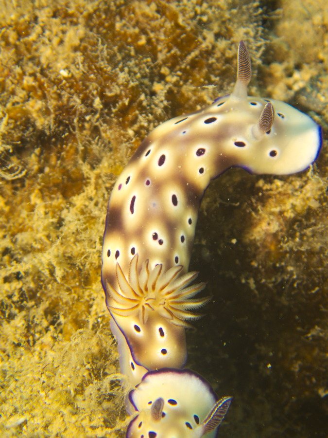 Hypselodoris tryoni