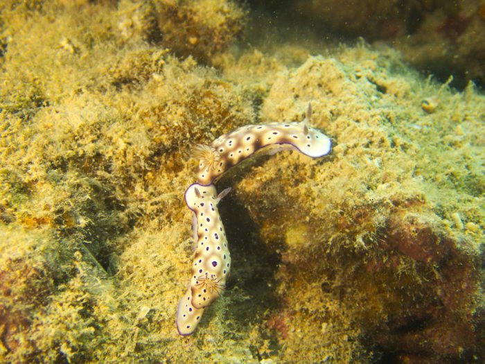 Hypselodoris tryoni
