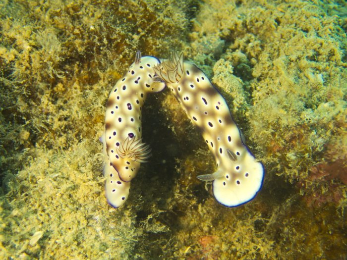Hypselodoris tryoni