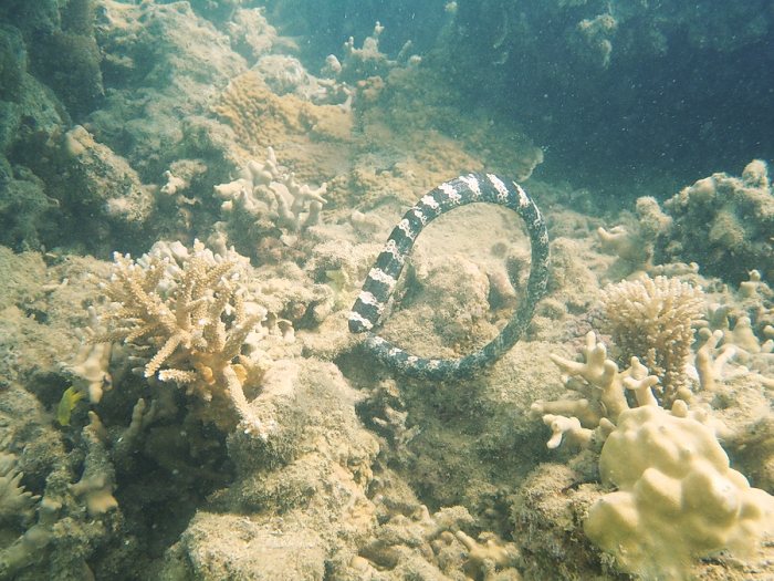 Emydocephalus annulatus