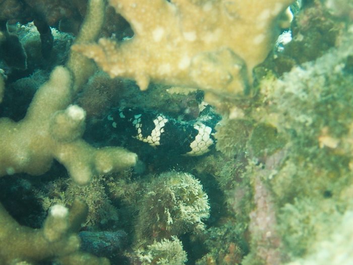 Emydocephalus annulatus