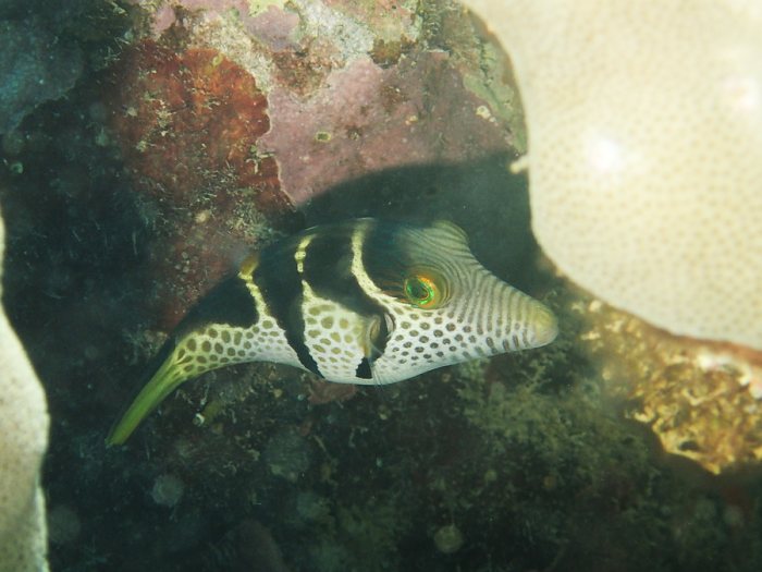 Canthigaster valentini