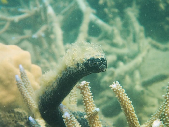 Emydocephalus annulatus
