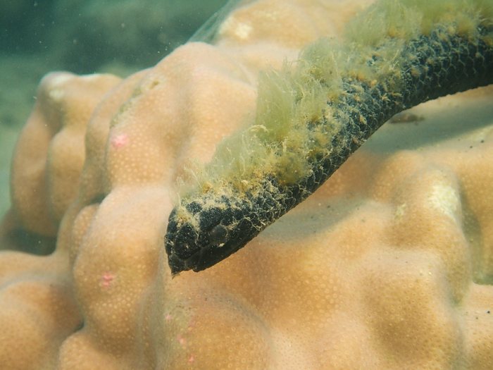 Emydocephalus annulatus