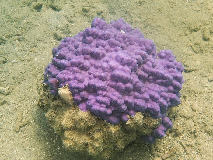 Madrépore