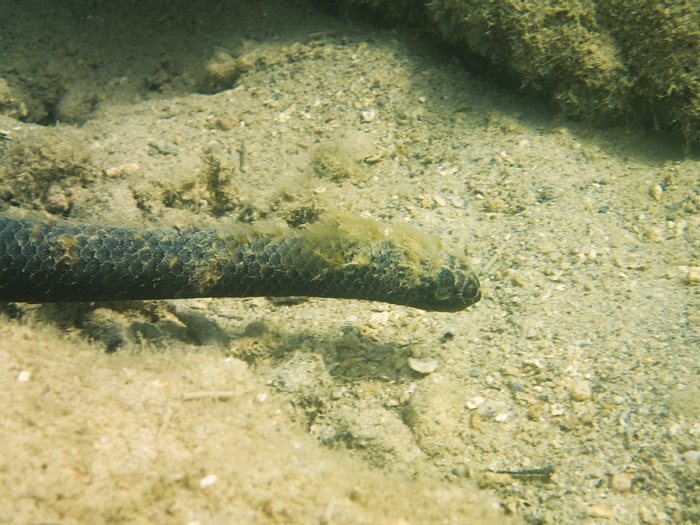 Emydocephalus annulatus