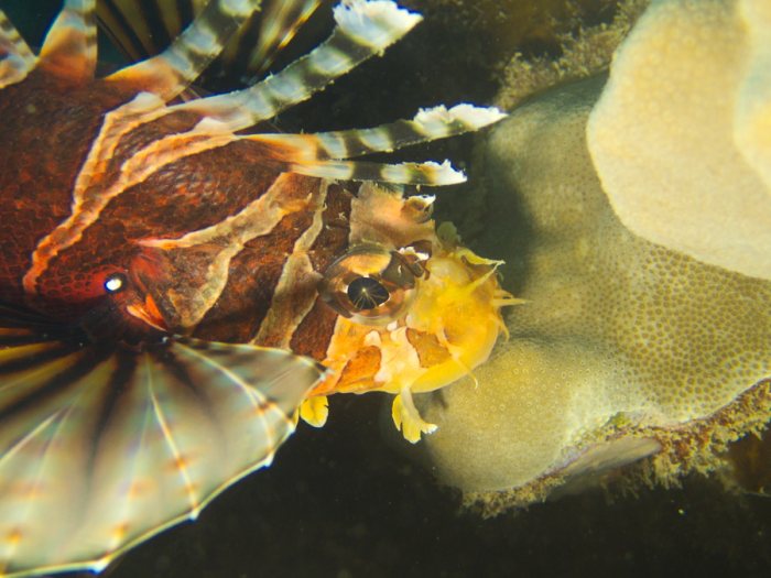 Dendrochirus zebra