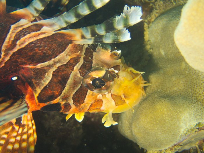 Dendrochirus zebra