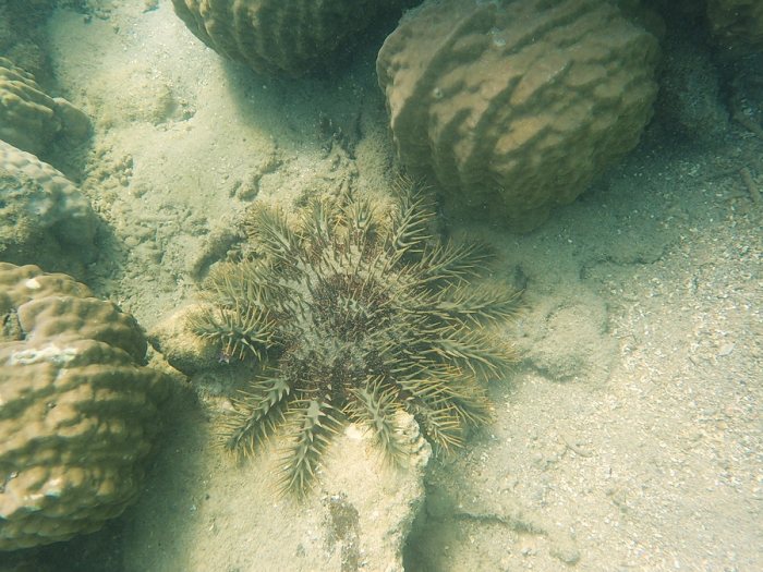 Acanthaster planci