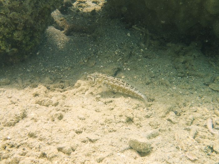 Parapercis australis