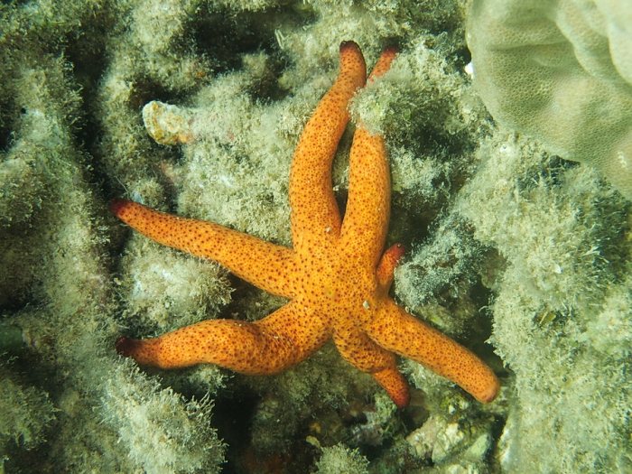 Echinaster luzonicus