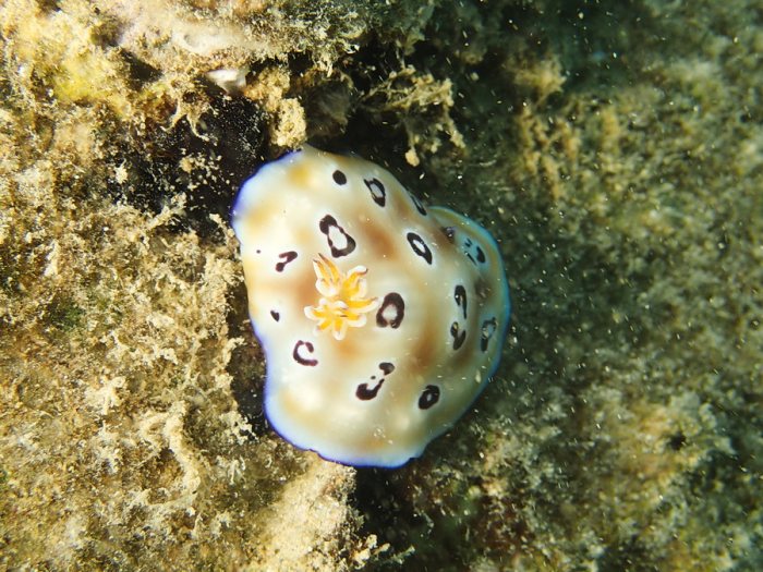Chromodoris leopardus