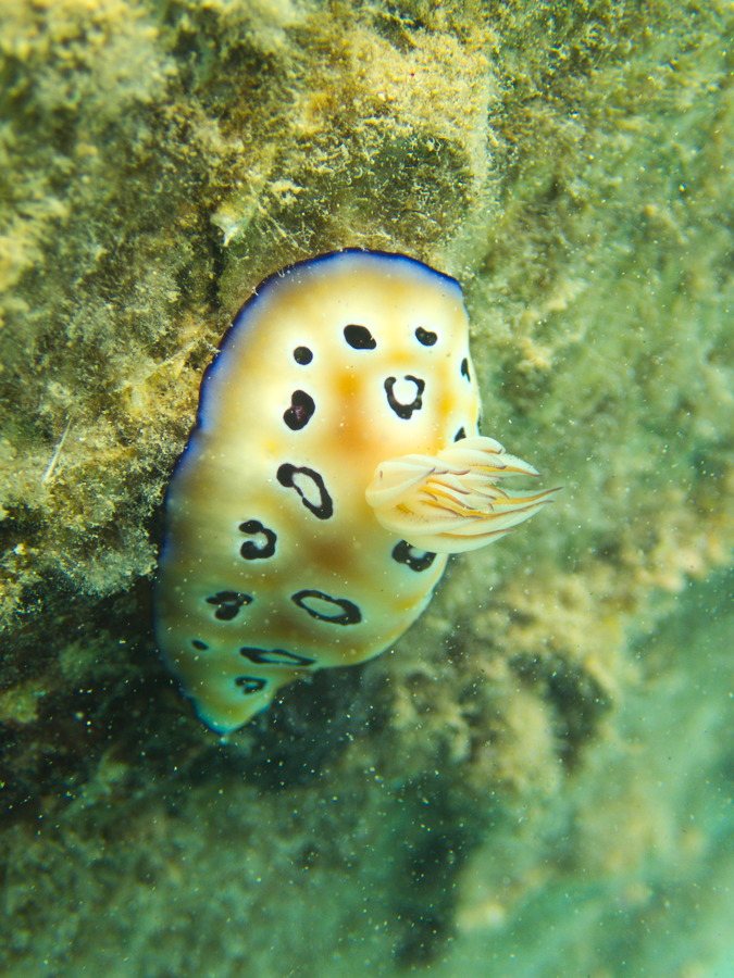 Chromodoris leopardus