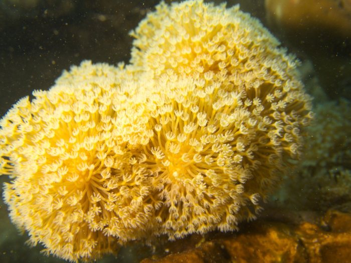 Corail dur