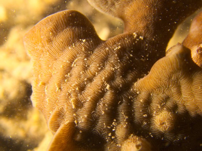 Corail dur