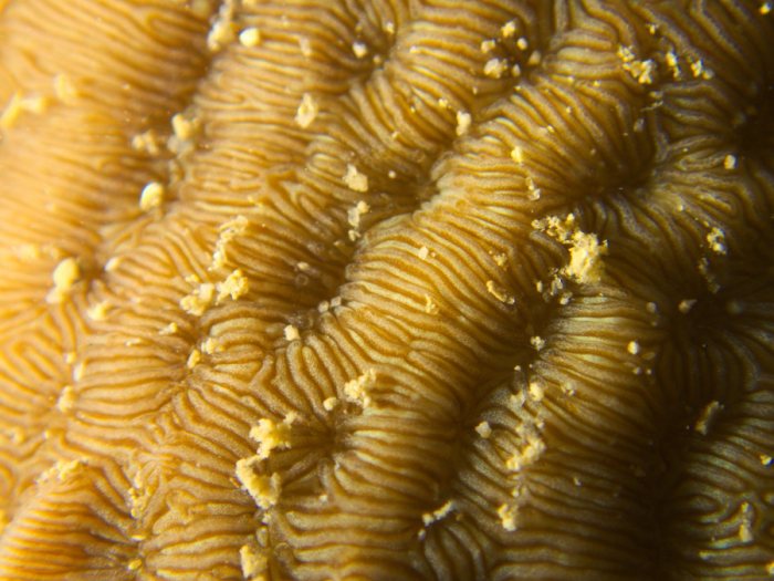 Corail dur