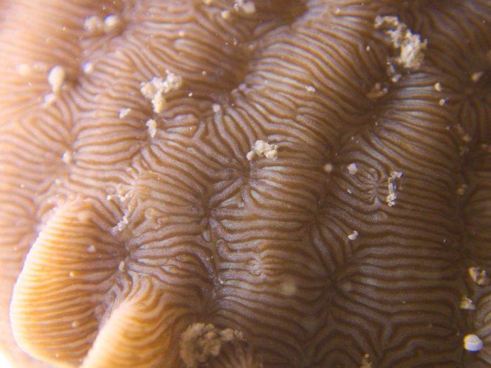 Corail dur