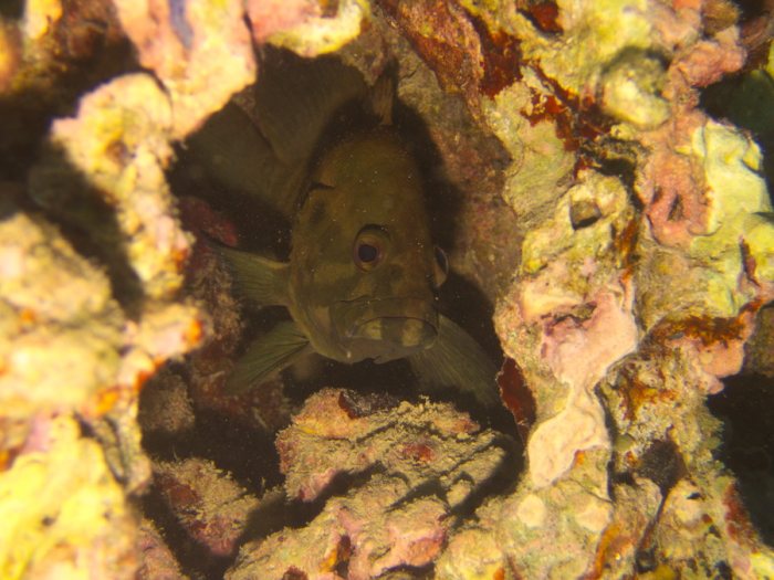 Cephalopholis boenak