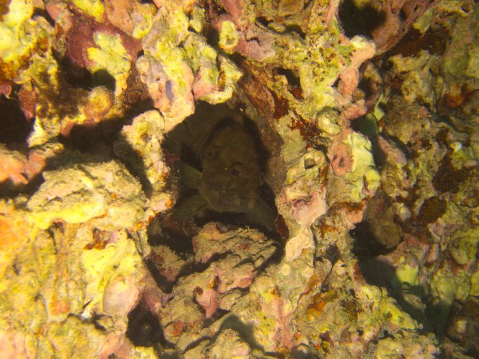 Cephalopholis boenak
