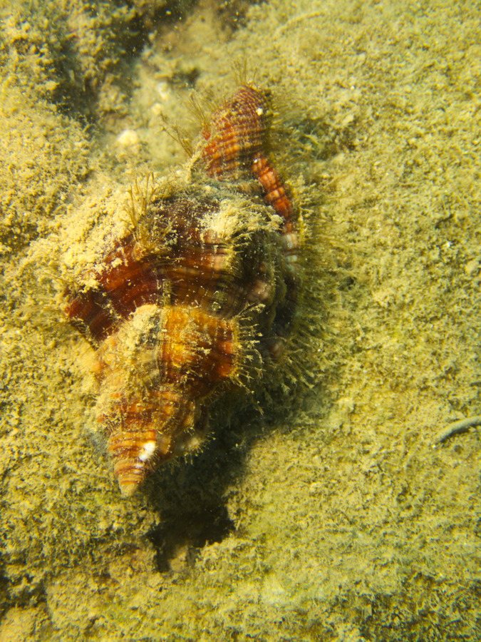 Mollusques