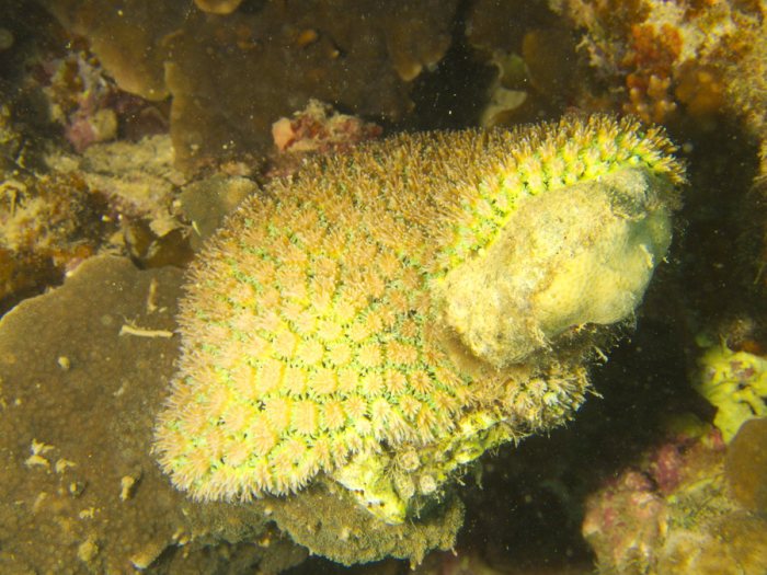 Corail dur