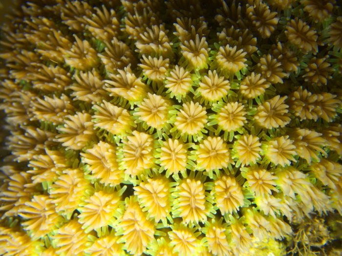 Corail dur