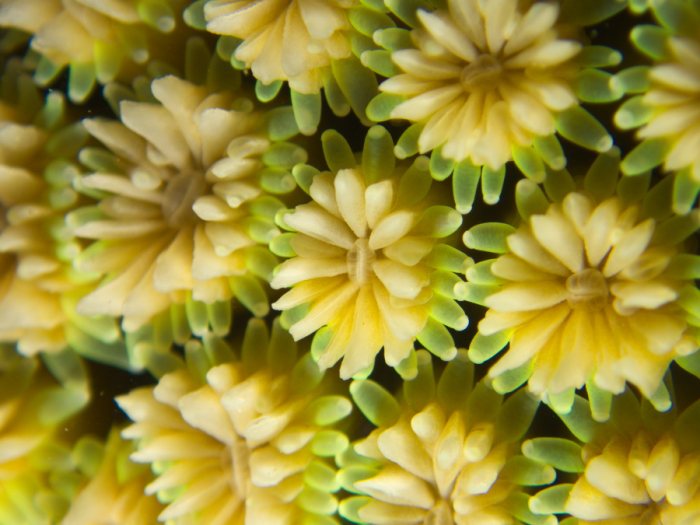 Corail dur