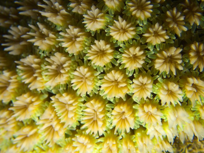 Corail dur