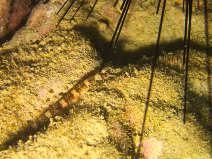 Corythoichthys amplexus