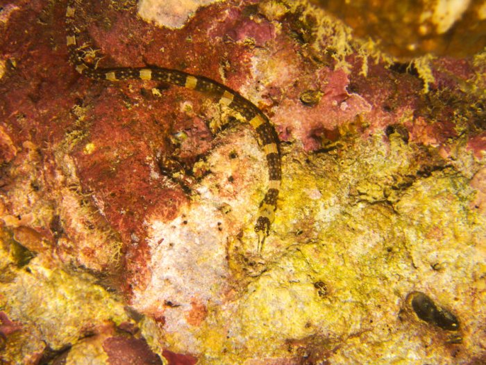 Corythoichthys amplexus