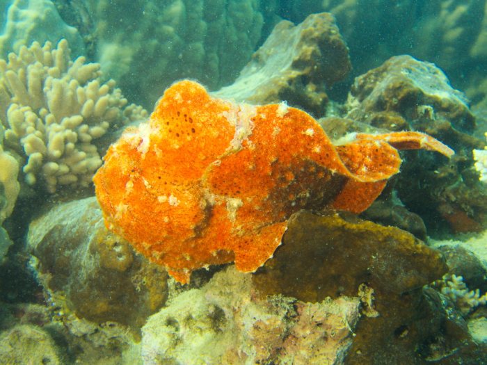 Antennarius commerson