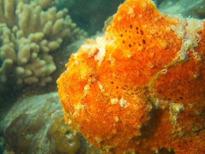 Antennarius commerson