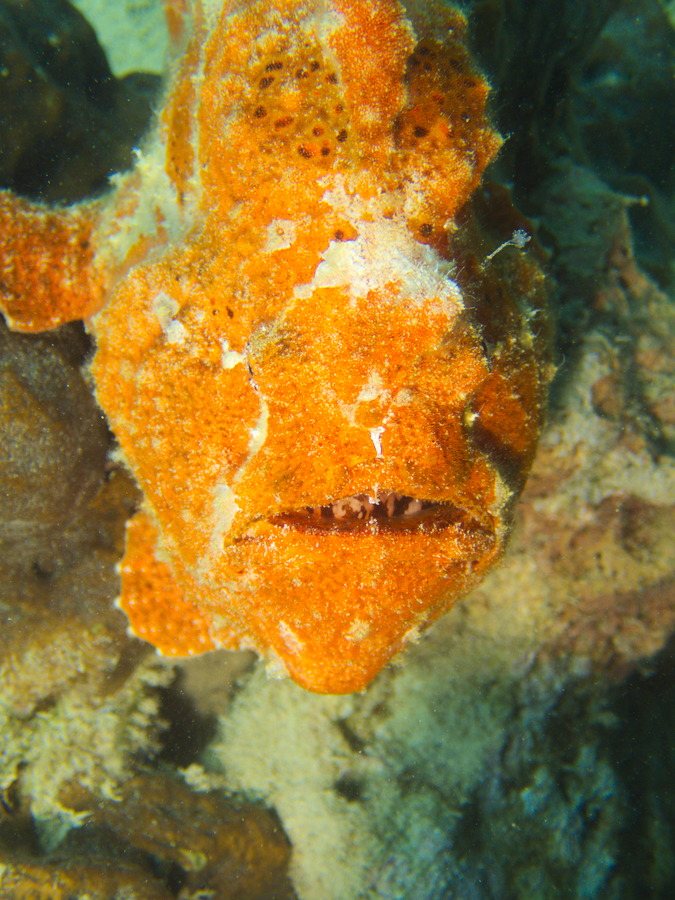 Antennarius commerson