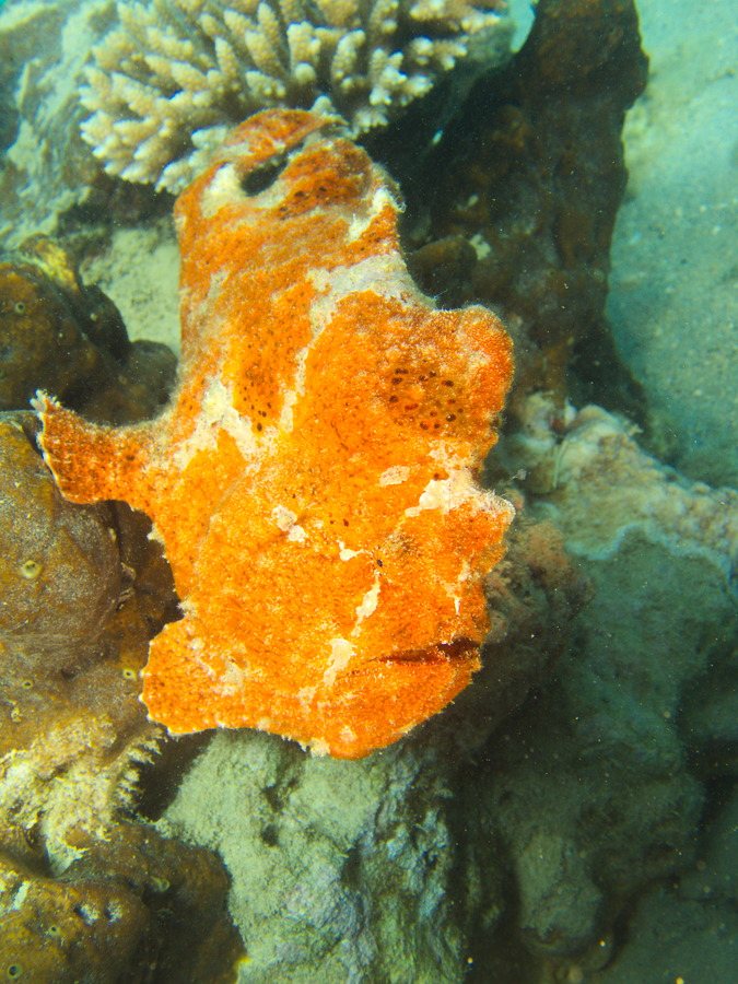 Antennarius commerson