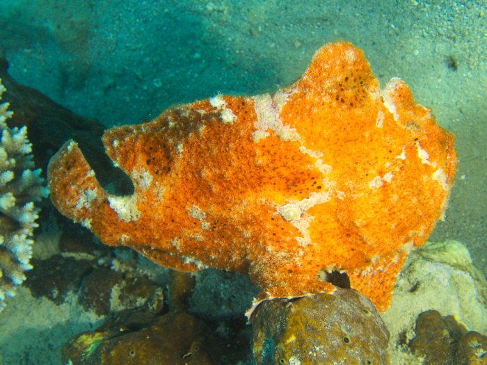 Antennarius commerson
